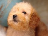 Irk Ve Sağlık Garantili Toy Poodle
