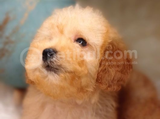 Irk Ve Sağlık Garantili Toy Poodle görsel