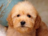 Irk ve sağlık garantili toy poodle