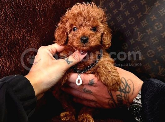 Mi̇ni̇ Mi̇ci̇ni̇k Toy Poodle Bebekleri̇mi̇z görsel