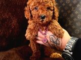 Mi̇ni̇ Mi̇ci̇ni̇k Toy Poodle Bebekleri̇mi̇z