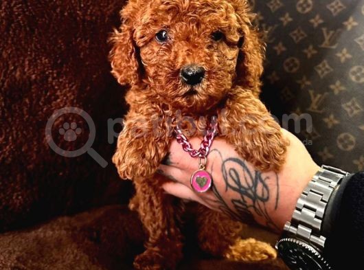 Mi̇ni̇ Mi̇ci̇ni̇k Toy Poodle Bebekleri̇mi̇z görsel