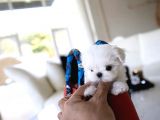 Korenin Güzeli Mikro Boy Maltese Terrier Lily