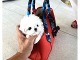 Korenin Güzeli Mikro Boy Maltese Terrier Lily