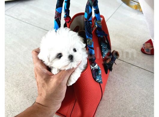 Korenin Güzeli Mikro Boy Maltese Terrier Lily görsel