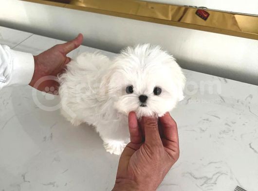 Korenin Güzeli Mikro Boy Maltese Terrier Lily