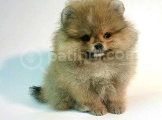 Pomerri̇an Boo Ayi Suratli 