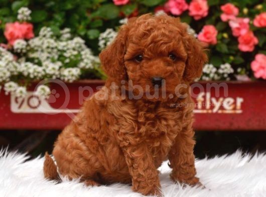 Tooy Poodle Cinsi Yavrular Di̇şi̇ Erkek Mevcuttur 