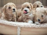 Vecihiden Mini Maltipoo Bebekler Hazır