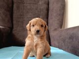 A Kalite Sağlıklı Maltipoo Yavrularımız