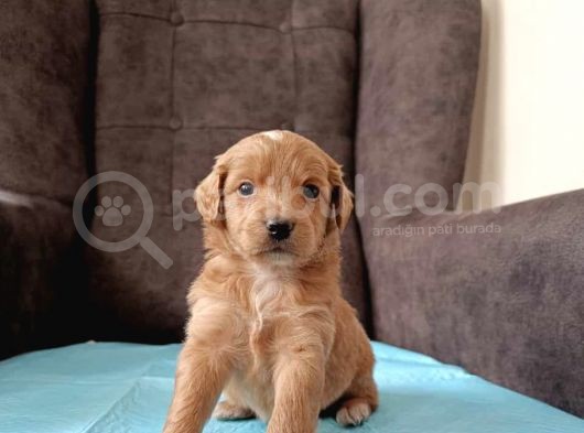 A Kalite Sağlıklı Maltipoo Yavrularımız görsel