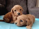 A Kalite Sağlıklı Maltipoo Yavrularımız
