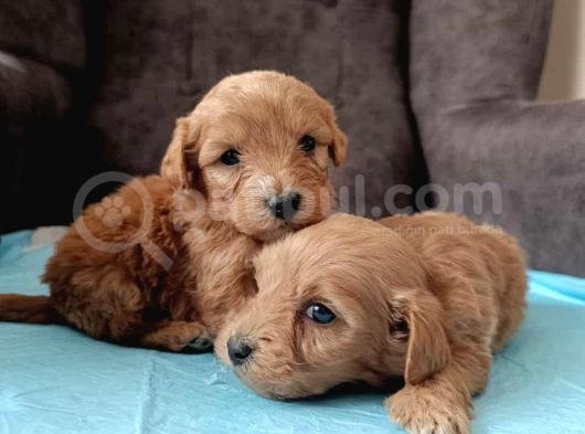 A Kalite Sağlıklı Maltipoo Yavrularımız görsel