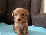 A kalite Sağlıklı Maltipoo Yavrularımız