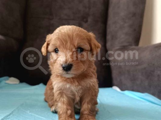 A Kalite Sağlıklı Maltipoo Yavrularımız