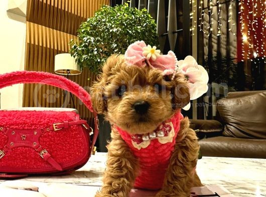 Koreni̇n Güzeli̇ Malti̇poo 0 Boy Mona