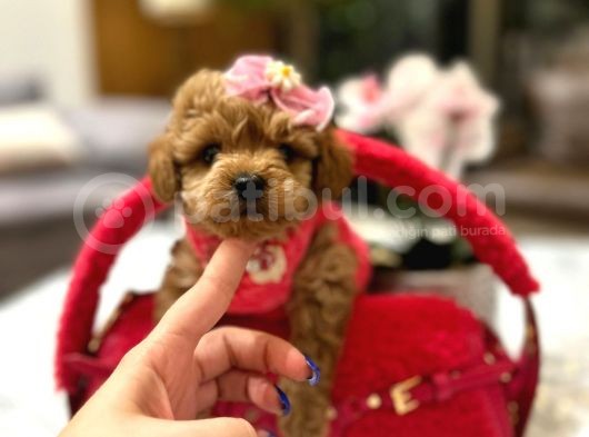 Koreni̇n Güzeli̇ Malti̇poo 0 Boy Mona görsel