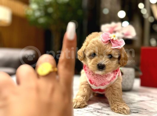 Güzeller Güzeli̇ 0 Boy Kore Malti̇poo Katti̇e görsel