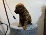 Irk Ve Kg Garanti̇li̇ Toy Poodle Yavrulari