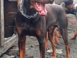 Şampiyon Soydan Doberman Yavrular
