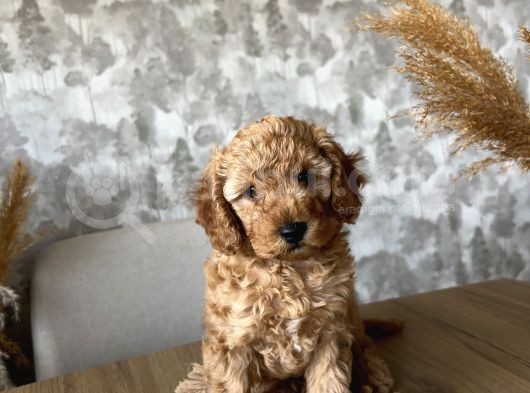 Toypoodle Erkek Yavru