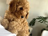 Toypoodle Erkek Yavru