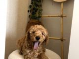 Toy Poodle Yavru Erkek