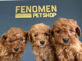 Wc Egi̇ti̇mli̇ Orji̇nal Toy Poodle Yavrulari Fenomen Pet Shop