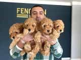 Wc Egi̇ti̇mli̇ Orji̇nal Toy Poodle Yavrulari Fenomen Pet Shop