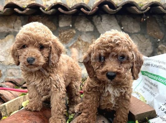 Irk Ve Sağlik Garanti̇li̇ Toy Poodle Yavrulari