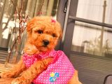 TOOY POODLE YAVRUMUZ 0 TEACUP  