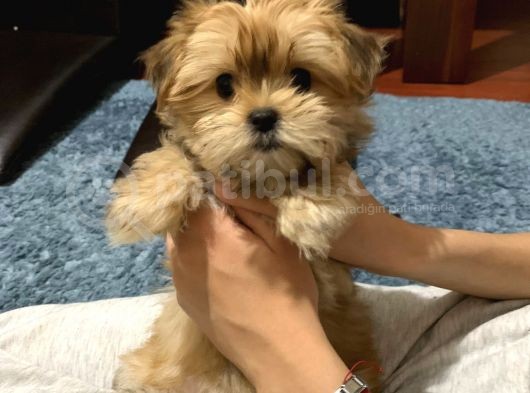 Tcup Morkie Yavrularimiz