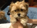 Tcup Morkie Yavrularimiz