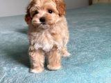 Küt Burun Malti̇poo Yavrulari