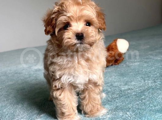 Küt Burun Malti̇poo Yavrulari