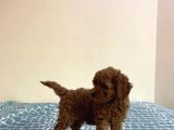 Baby Kg Garanti̇li̇ Toy Poodle Yavrulari