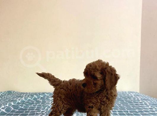 Baby Kg Garanti̇li̇ Toy Poodle Yavrulari görsel