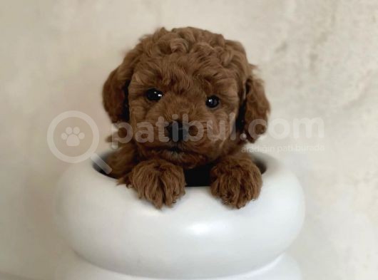 Üst Kali̇te Toy Poodle Yavrulari görsel