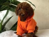 Kg Garanti̇li̇ Red Brown Toy Poodle Yavrular