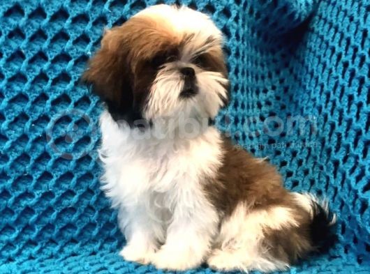 Safkan Shih Tzu Yavrusu görsel