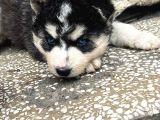 90 Günlük Husky