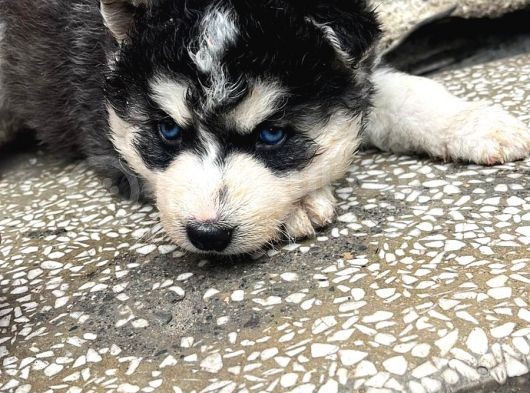 90 Günlük Husky görsel
