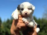 Blue merle border collie yavrularımız