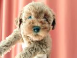 A Scr Muhteşem Toy Poodle  Yavrularimiz