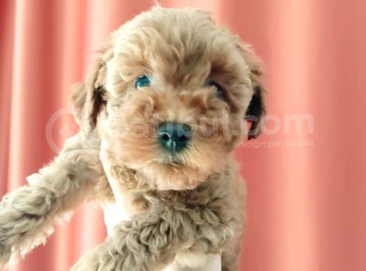 A Scr Muhteşem Toy Poodle  Yavrularimiz görsel