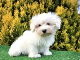 0 BURUN MALTESE TERRİER YAVRULARI