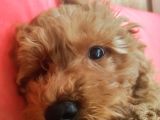 A Scr Muhteşem Toy Poodle  Yavrularimiz
