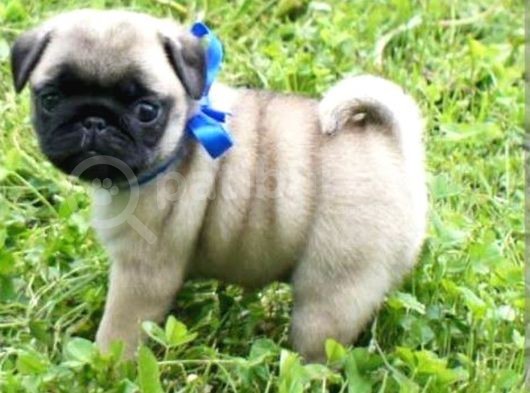 Biblo Gibi Pug Bebekler görsel