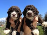 Mükemmel Güzellikte Lagotto Yavrularımız