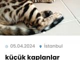 Küçük Kaplanlar